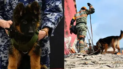 Arkadas: el perro que enfrenta su primera misión de rescate en Venezuela