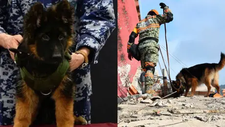 Arkadas: el perro que enfrenta su primera misión de rescate en Venezuela
