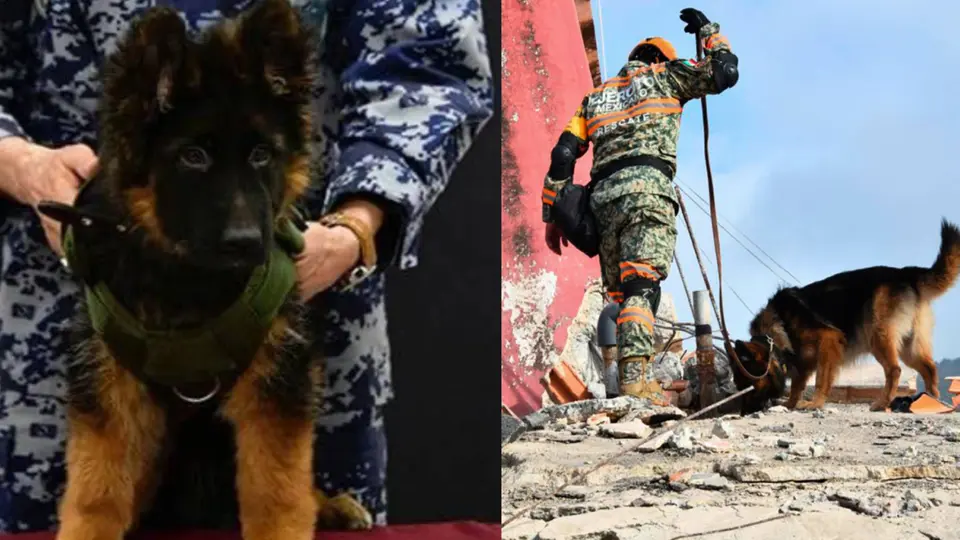 Arkadas: el perro que enfrenta su primera misión de rescate en Venezuela