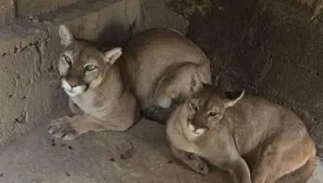 Descubren zoológico clandestino en Chalco; rescatan tigre blanco, león africano y otros animales