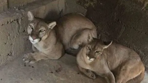 Descubren zoológico clandestino en Chalco; rescatan tigre blanco, león africano y otros animales