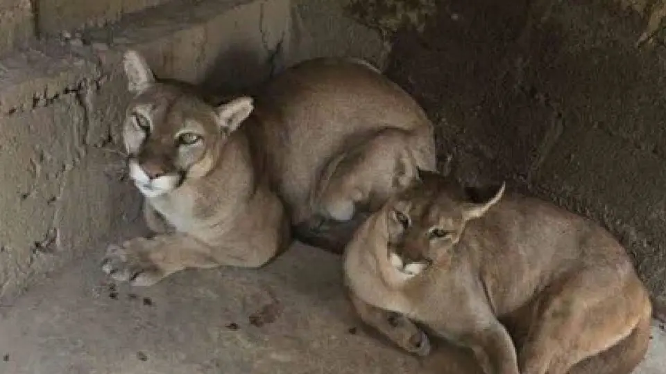 Descubren zoológico clandestino en Chalco; rescatan tigre blanco, león africano y otros animales