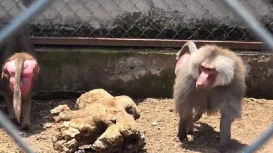Entre los animales asegurados también había un ocelote, dos lémures de cola anillada, dos papiones sagrados y una iguana verde./ Fiscalía Edomex
