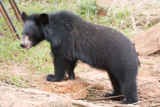 Las autoridades pidieron reportar de inmediato cualquier avistamiento de osos negros o la presencia de trampas que puedan ponerlos en riesgo / Pixabay