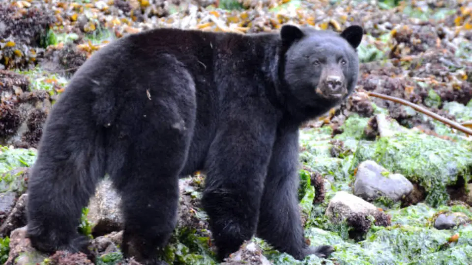 El uso de tablas con clavos puede provocar graves lesiones a los ejemplares de oso negro que entren en contacto con ellas / Pixabay
