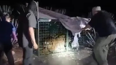 Capturan tigresa de Bengala tras atacar ganado en Jalisco