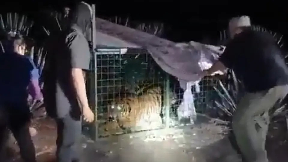 Capturan tigresa de Bengala tras atacar ganado en Jalisco