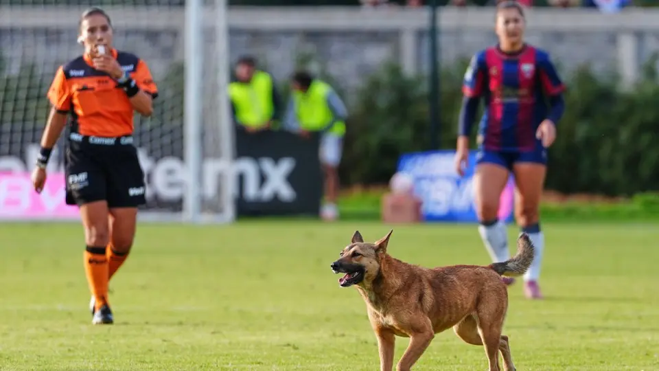 Un perro en el partido de Atlante contra Pumas en la Liga Femenil | IMAGO 7