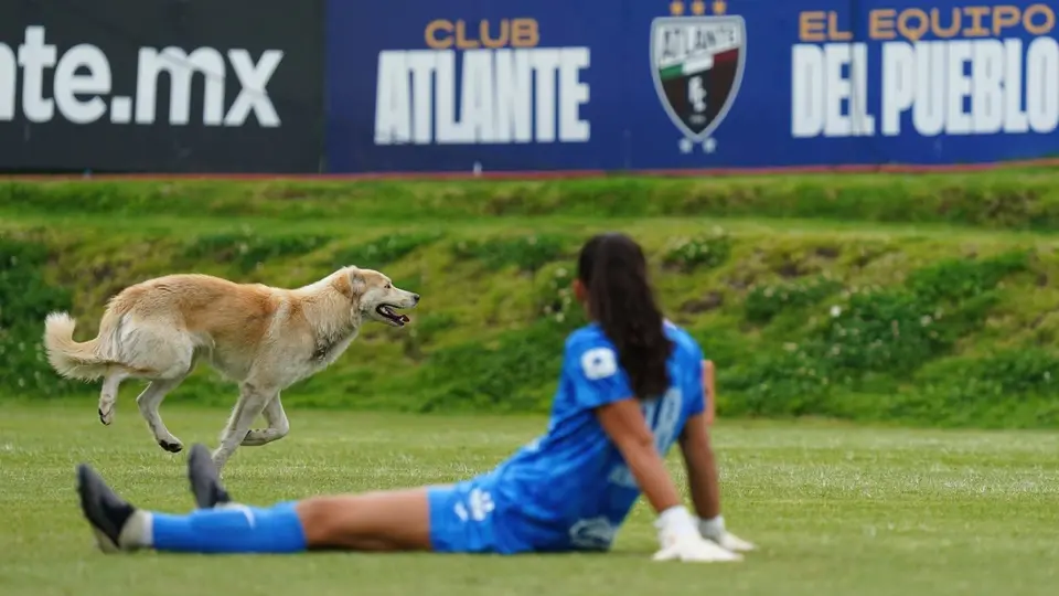 Un perro en el partido de Atlante contra Juárez en la Liga Femenil | IMAGO 7