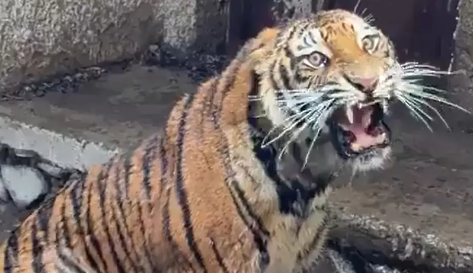 El felino atacaba ganado en la zona rural / RRSS