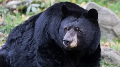 Oso negro en Nuevo León: colocar trampas con clavos podría implicar hasta 9 años de prisión