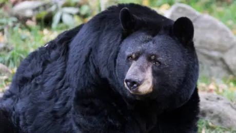 Oso negro en Nuevo León: colocar trampas con clavos podría implicar hasta 9 años de prisión