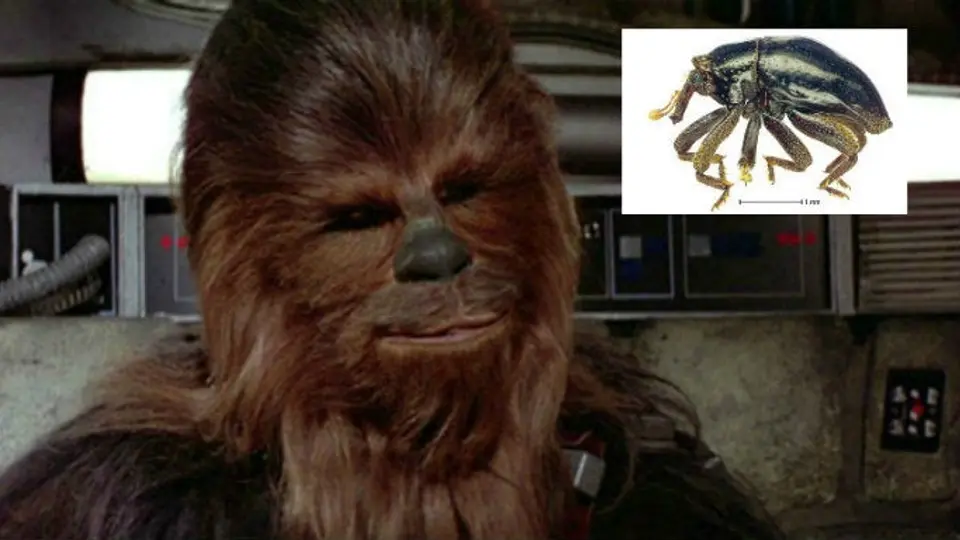 Chewbacca, de Star Wars a nueva espacie de escarabajo
