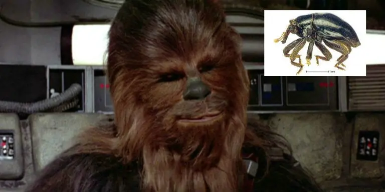 Chewbacca, de Star Wars a nueva espacie de escarabajo