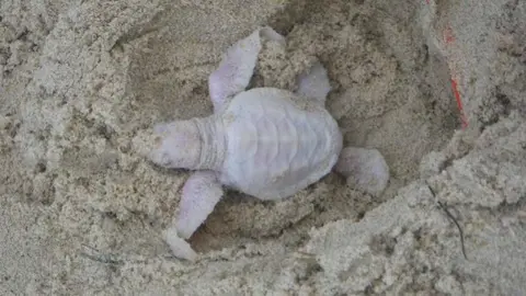 Hallan rara tortuga albina en playa de Australia