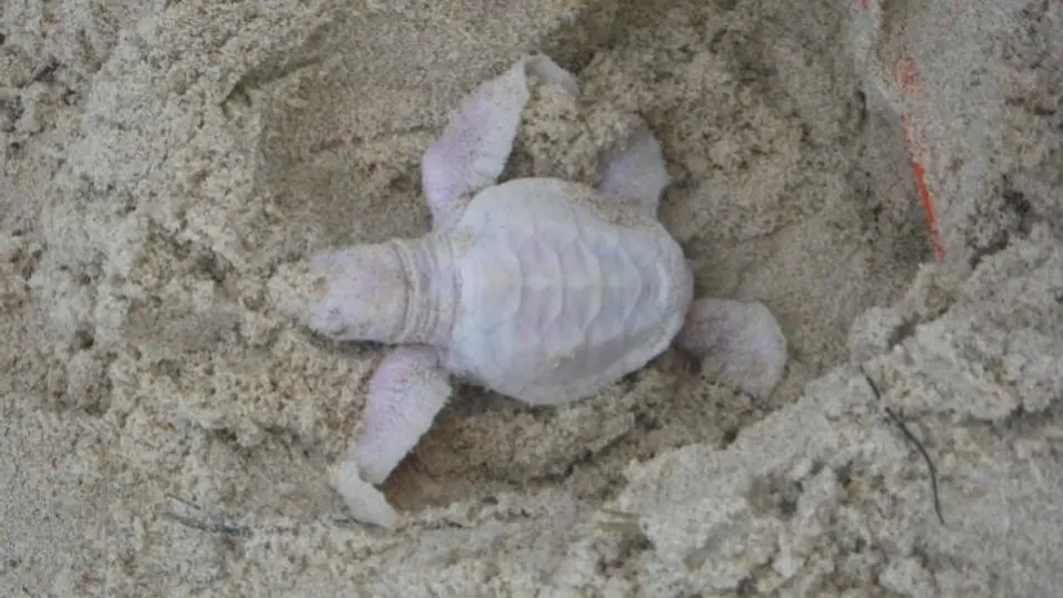 Hallan rara tortuga albina en playa de Australia