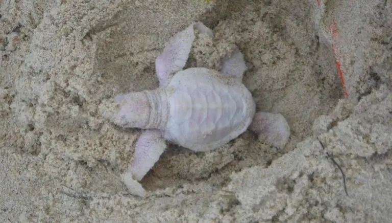 Hallan rara tortuga albina en playa de Australia