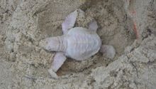 Hallan rara tortuga albina en playa de Australia