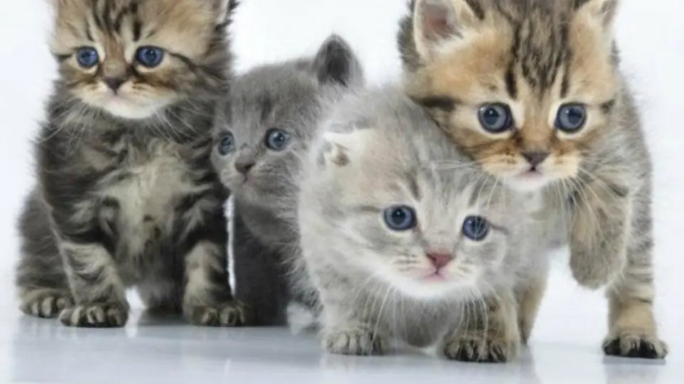 Hombre 'encanta' gatos al tocar guitarra