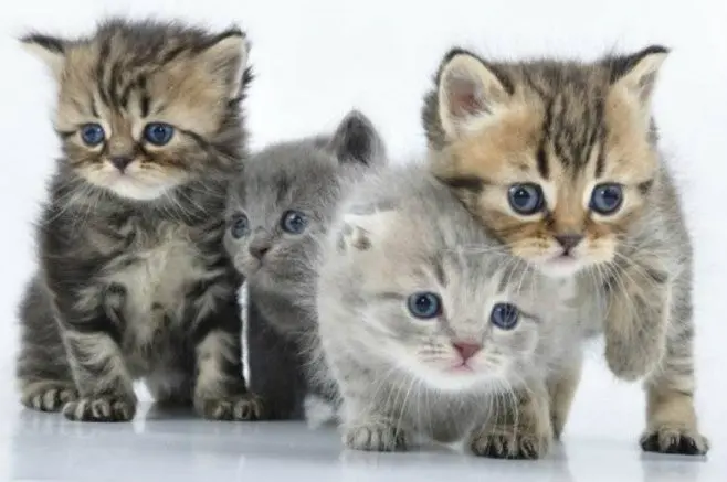 Hombre 'encanta' gatos al tocar guitarra