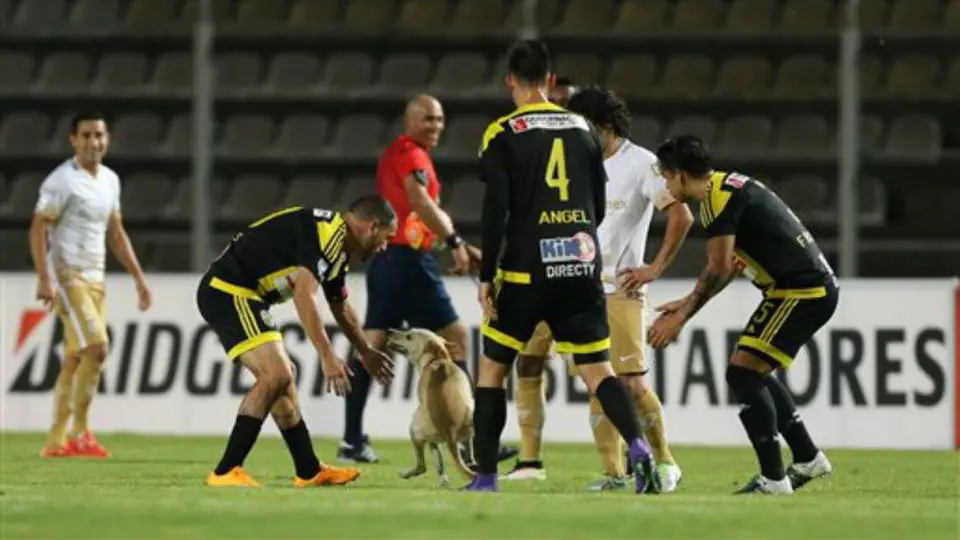 Perro invade el partido entre Táchira y Pumas
