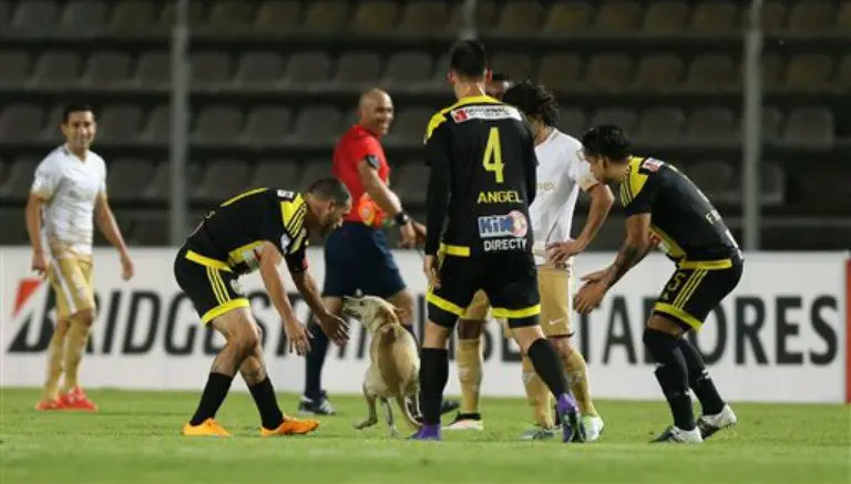 Perro invade el partido entre Táchira y Pumas