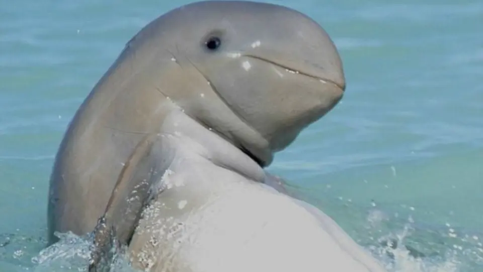Captan la ‘sonrisa’ de una extraña especie de delfín