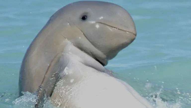 Captan la ‘sonrisa’ de una extraña especie de delfín