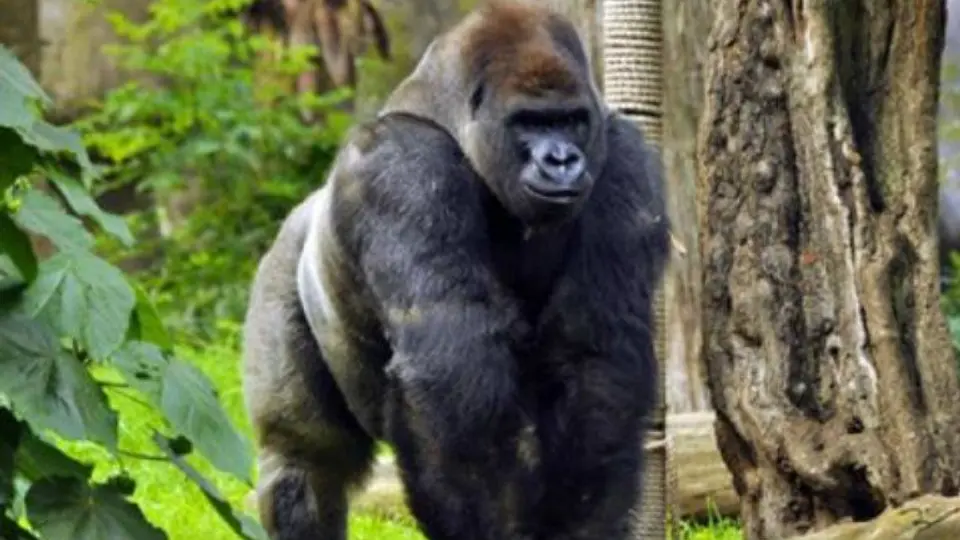 Zoológico de Chapultepec pidió 1 mdp por aparear a Bantú