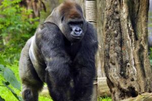 Zoológico de Chapultepec pidió 1 mdp por aparear a Bantú