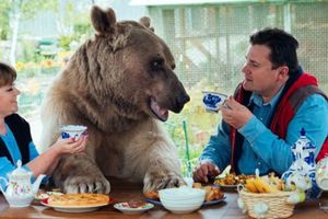 Matrimonio ruso adopta un oso y lo trata como a un hijo