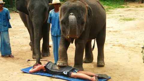 En Tailandia dan masajes con elefantes