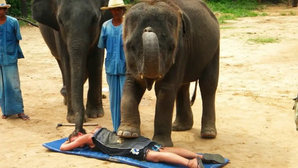 En Tailandia dan masajes con elefantes