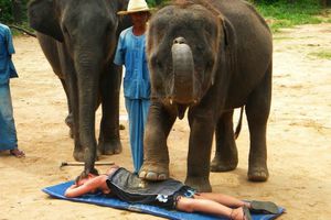 En Tailandia dan masajes con elefantes