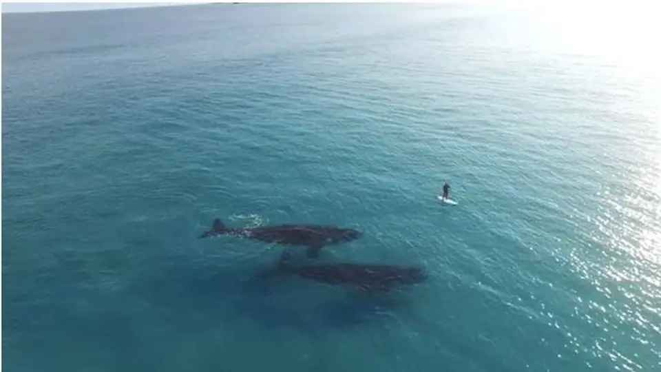 Dron capta momento en que surfista convive con ballenas