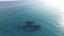 Dron capta momento en que surfista convive con ballenas