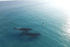 Dron capta momento en que surfista convive con ballenas