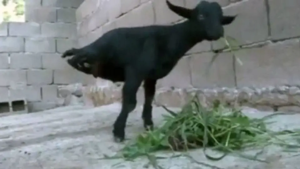 Cabra camina sólo sobre dos patas en China