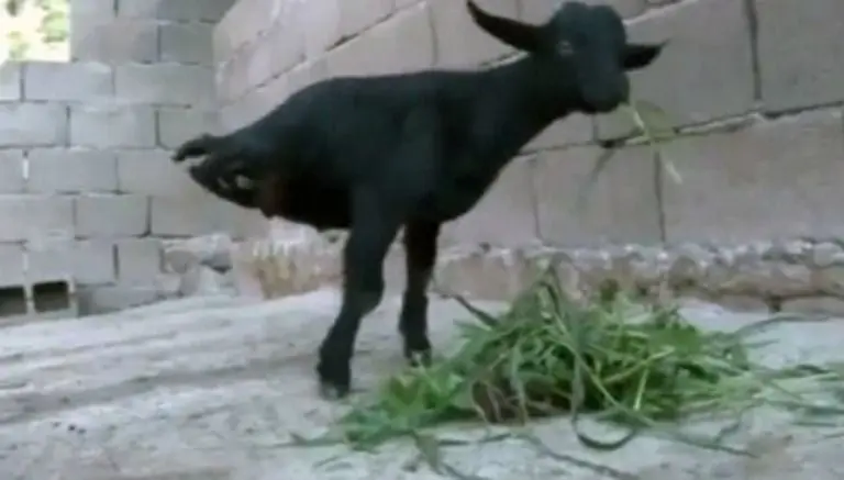Cabra camina sólo sobre dos patas en China