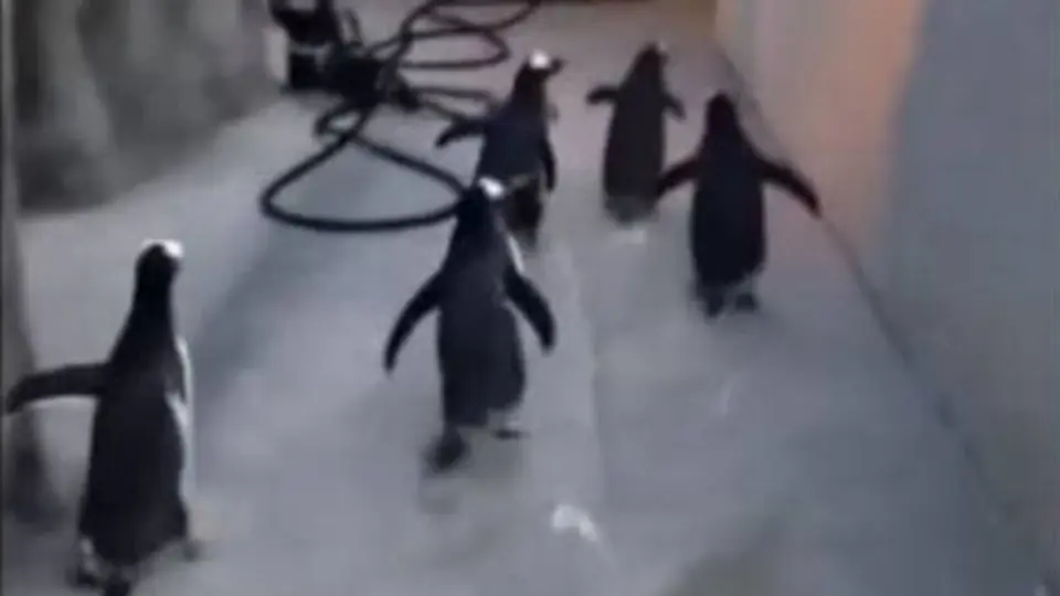 Pingüinos escapan al 'estilo Madagascar'