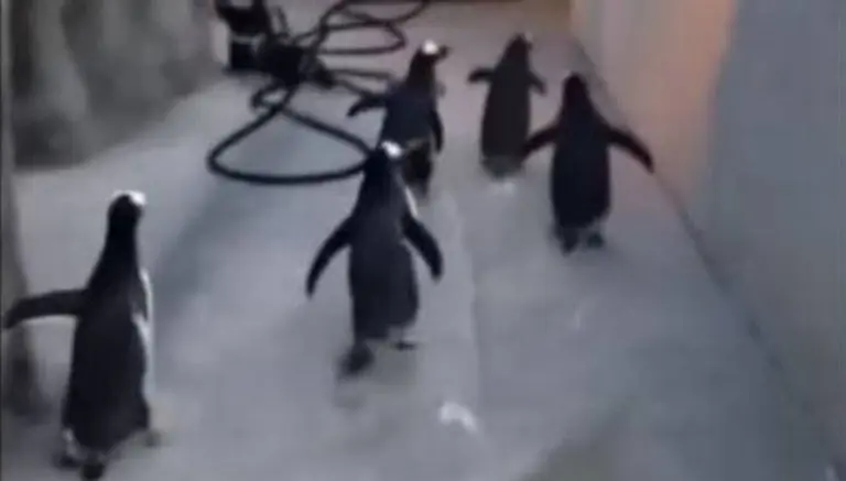 Pingüinos escapan al 'estilo Madagascar'