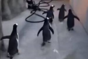 Pingüinos escapan al 'estilo Madagascar'