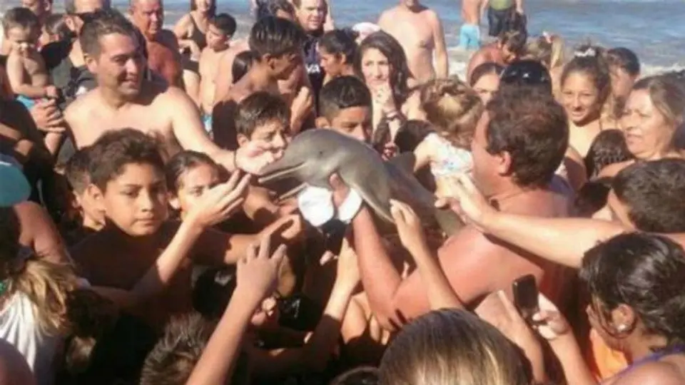 Delfín muere al ser sacado del mar para una selfie