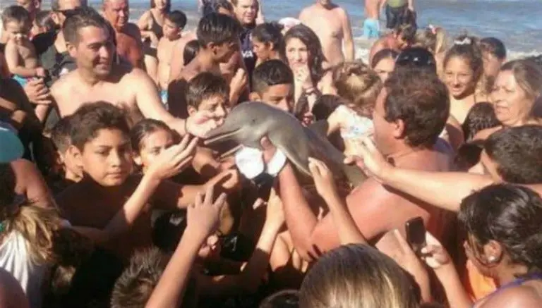 Delfín muere al ser sacado del mar para una selfie
