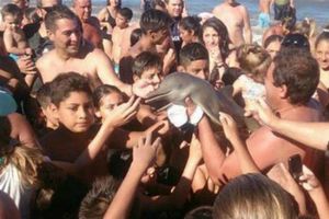 Delfín muere al ser sacado del mar para una selfie
