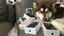 Millonario chino le regala ocho iPhone 7 a su perro