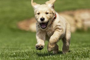 Arrestan a homicida por culpa de su perro