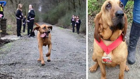 Perrita escapa de su casa y corre medio maratón