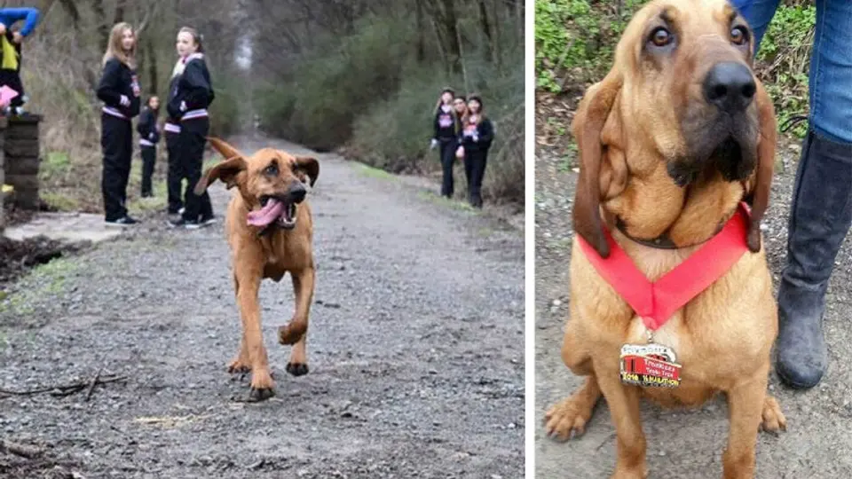 Perrita escapa de su casa y corre medio maratón