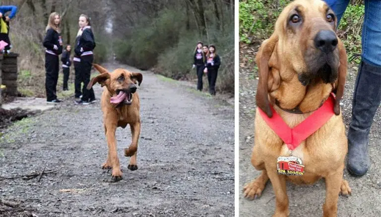 Perrita escapa de su casa y corre medio maratón
